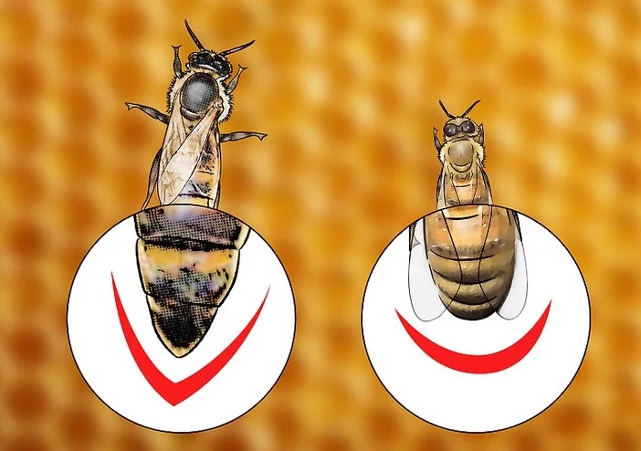 شناسایی و یافتن ملکه زنبور عسل