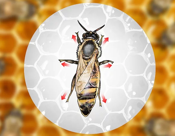شناسایی و یافتن ملکه زنبور عسل