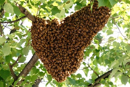 روش های بچه گیری از کلنی زنبور عسل