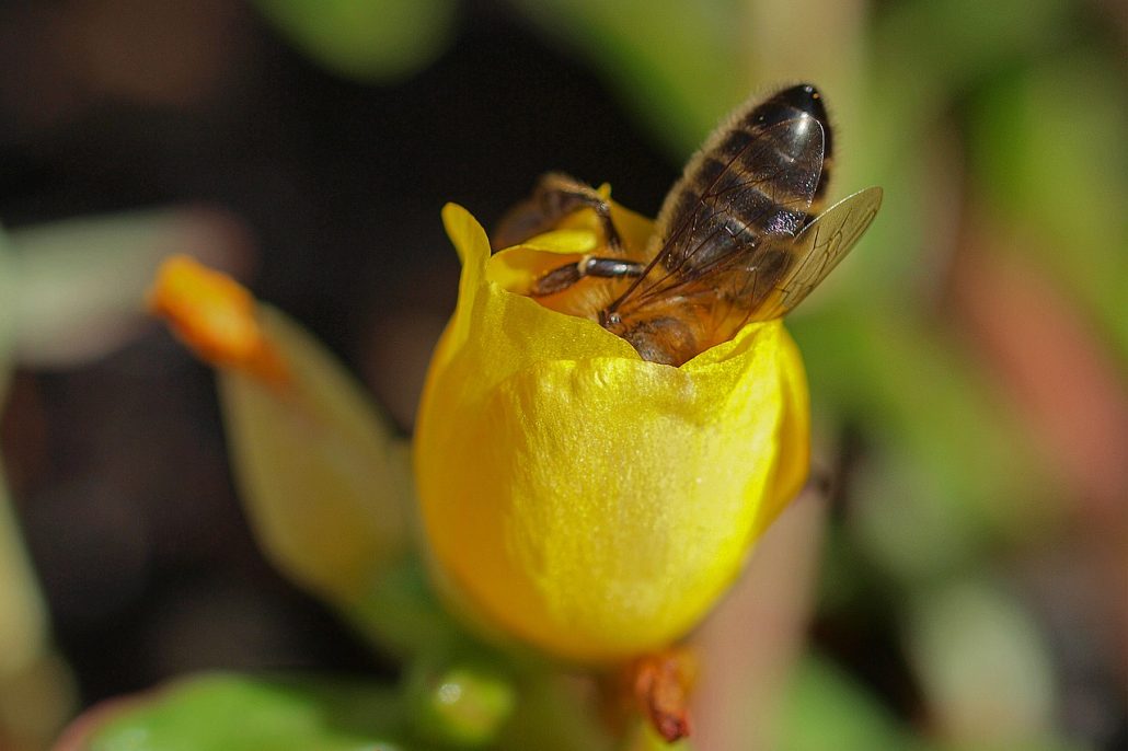 گزده گل زنبور عسل