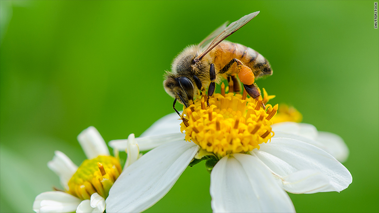 شرح وظیفه زنبور