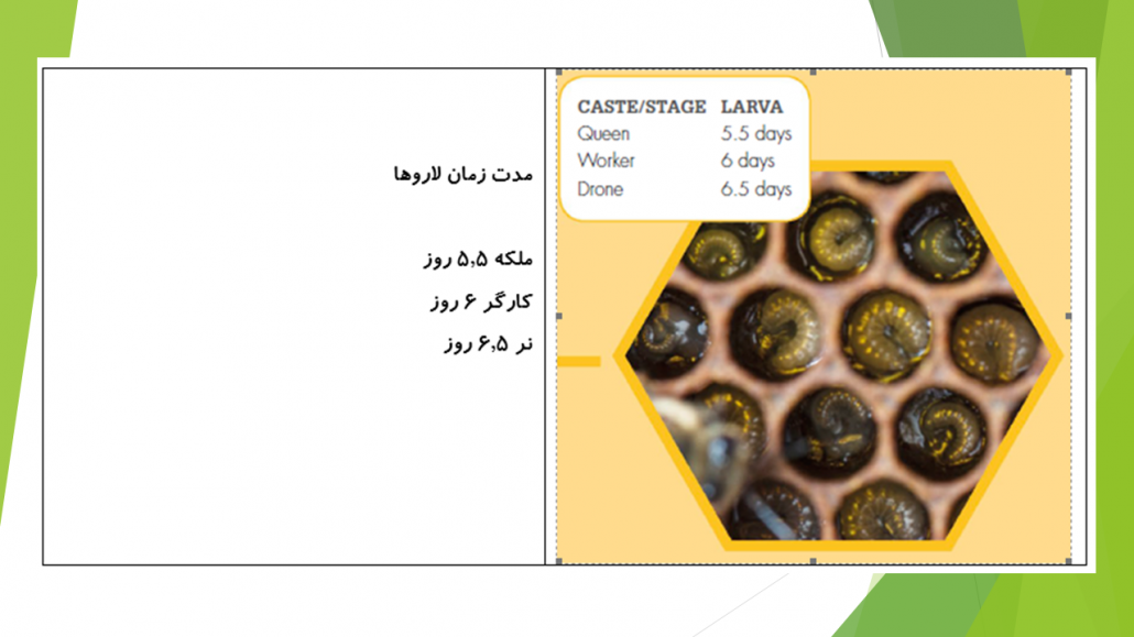 چرخه رشد لارو زنبور عسل