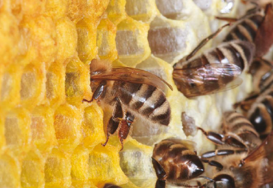 شرح وظیفه زنبور عسل