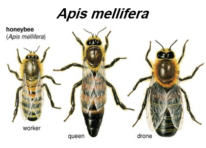 انواع زنبورهای عسل