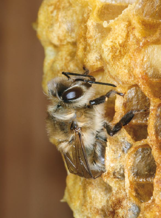 چرخه رشد زنبور عسل