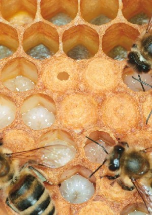 چرخه رشد زنبور عسل