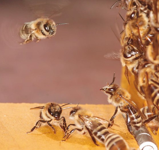شرح وظیفه زنبور عسل