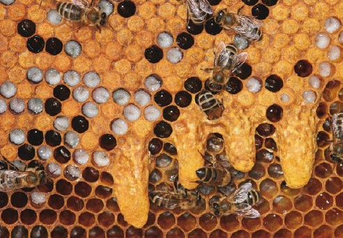 توده مهاجر یا ازدحام زنبور عسل