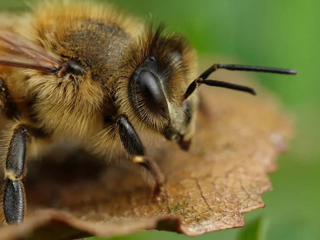 بینایی زنبور عسل