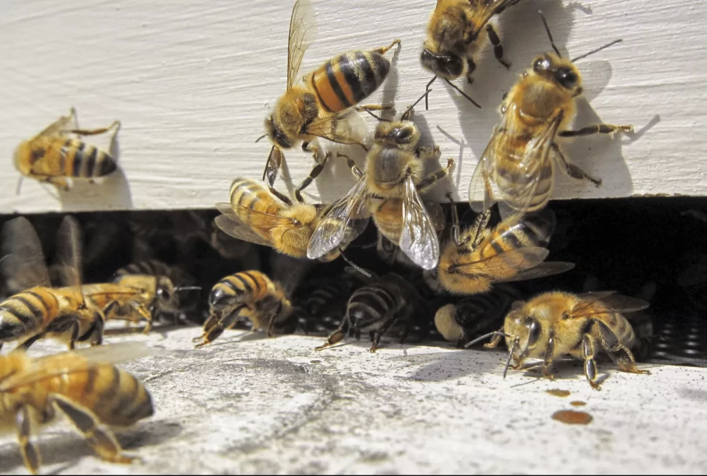 مدفوع زنبور عسل