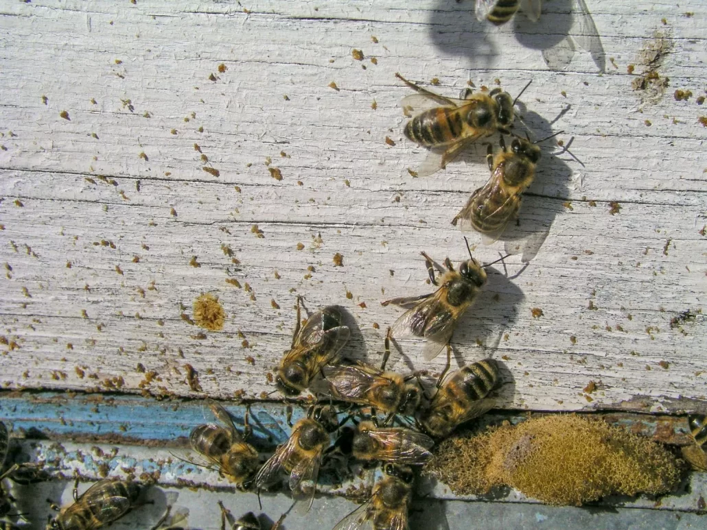 مدفوع زنبور