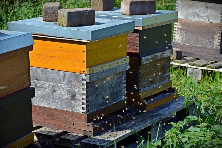 انواع کندو زنبور عسل