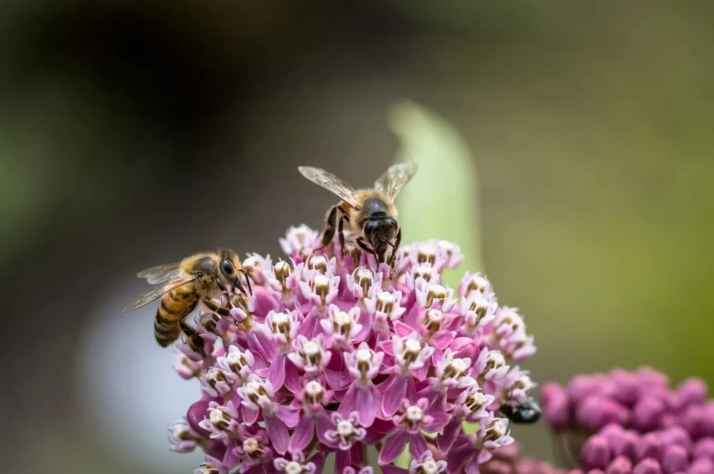 راه های ارتباط زنبور