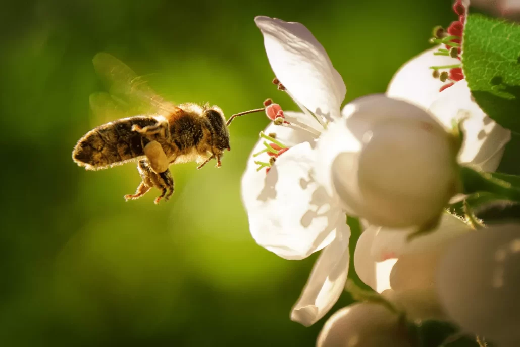 انقراض زنبور عسل