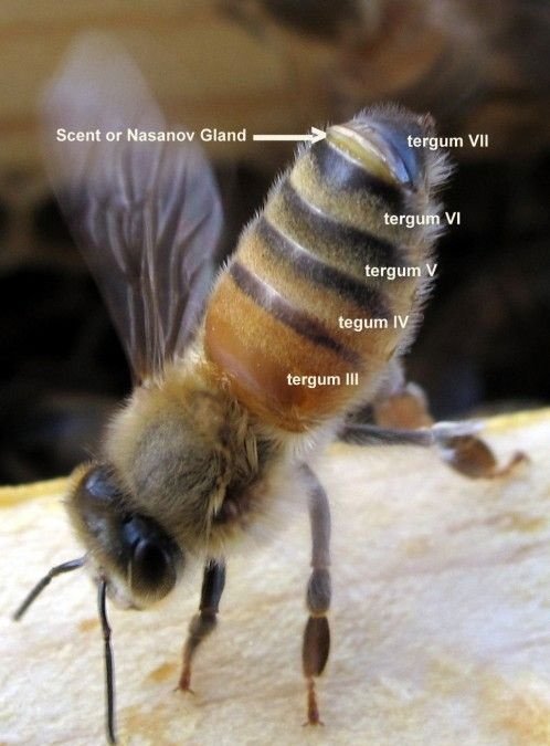 فرومون های زنبور عسل