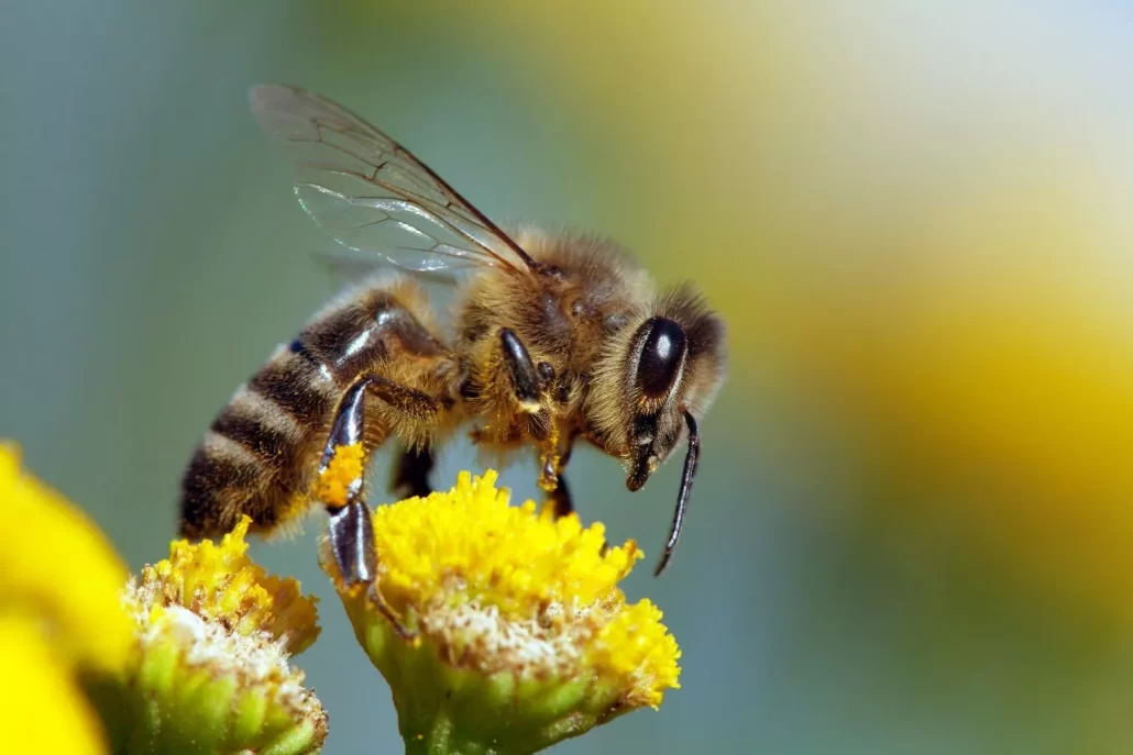 مدفوع زنبور عسل