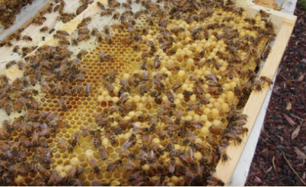 توده مهاجر زنبور عسل