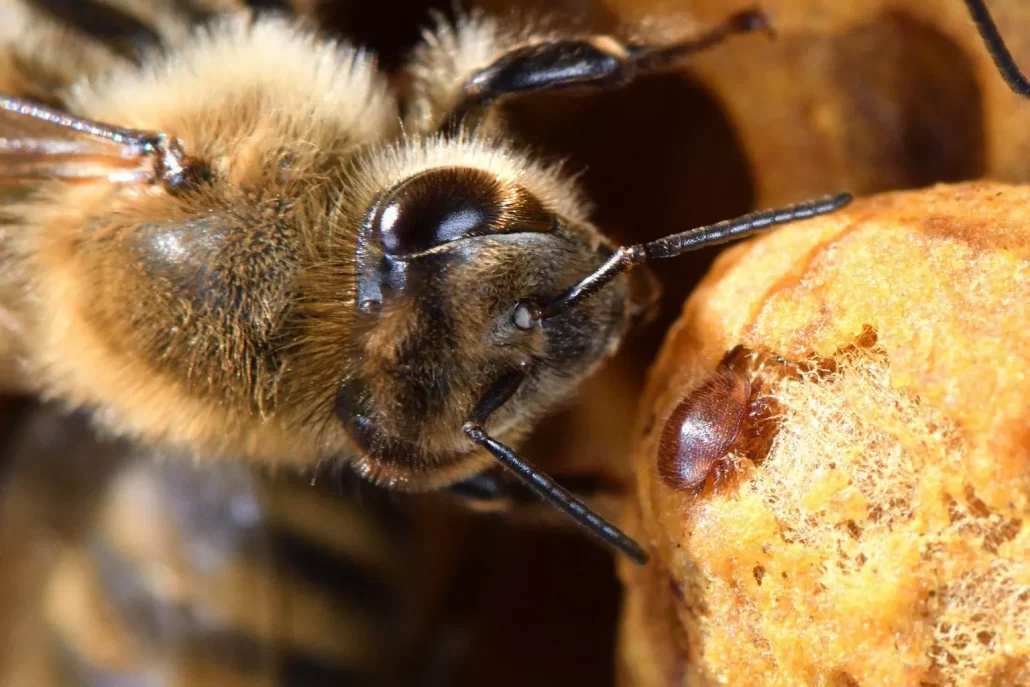 بینایی زنبور عسل
