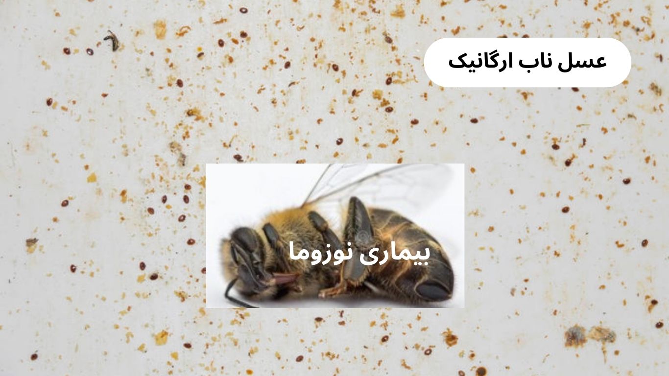 بیماری نوزوما زنبور عسل