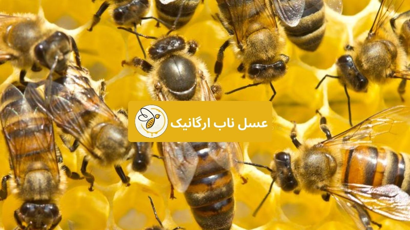 فرومون های زنبور عسل