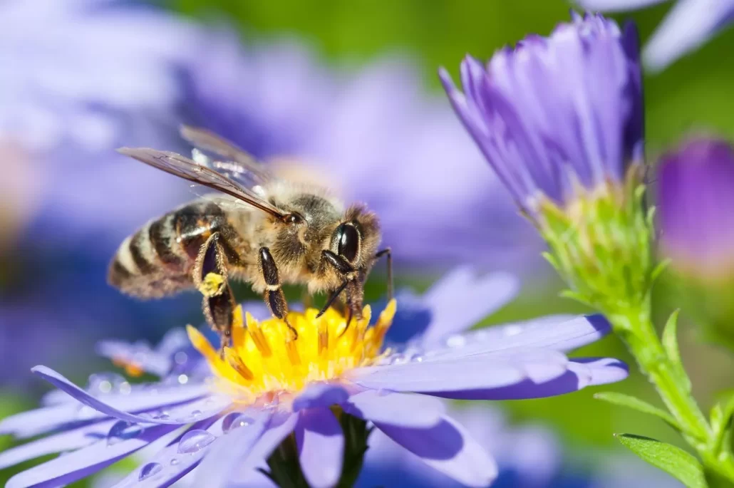 عسل گل آستر طبیعی
