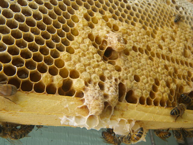 ملکه زنبور عسل
