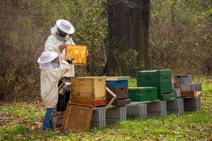 دانش و مهارت زنبورداری