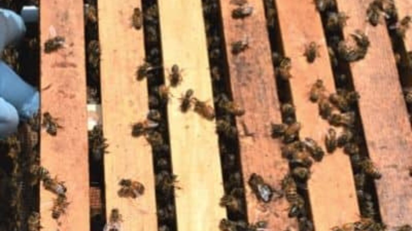 تعویض ملکه زنبور عسل