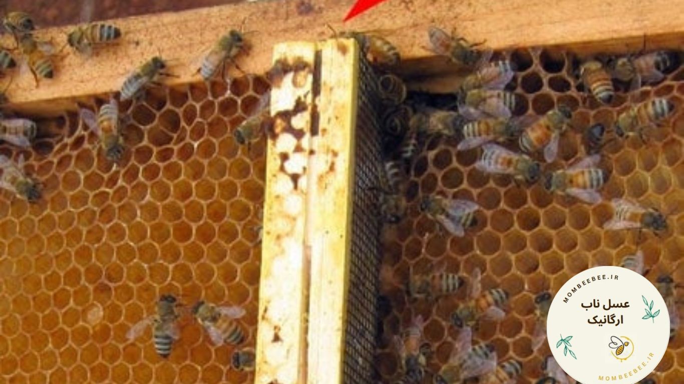 تعویض ملکه زنبور عسل