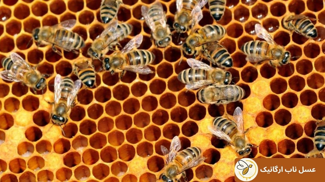نژادهای زنبور عسل