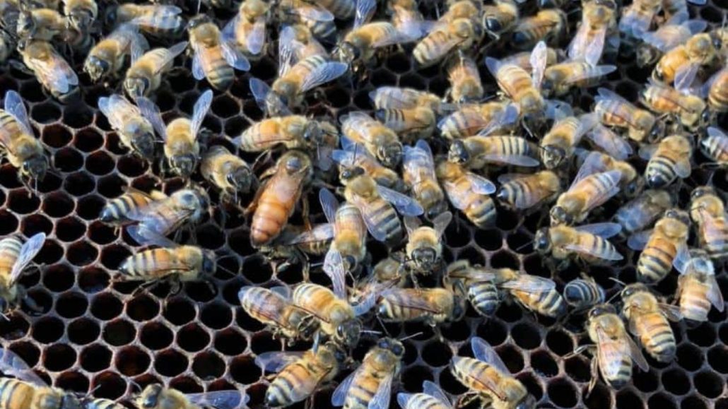 زنبور کارگر تخمگذار