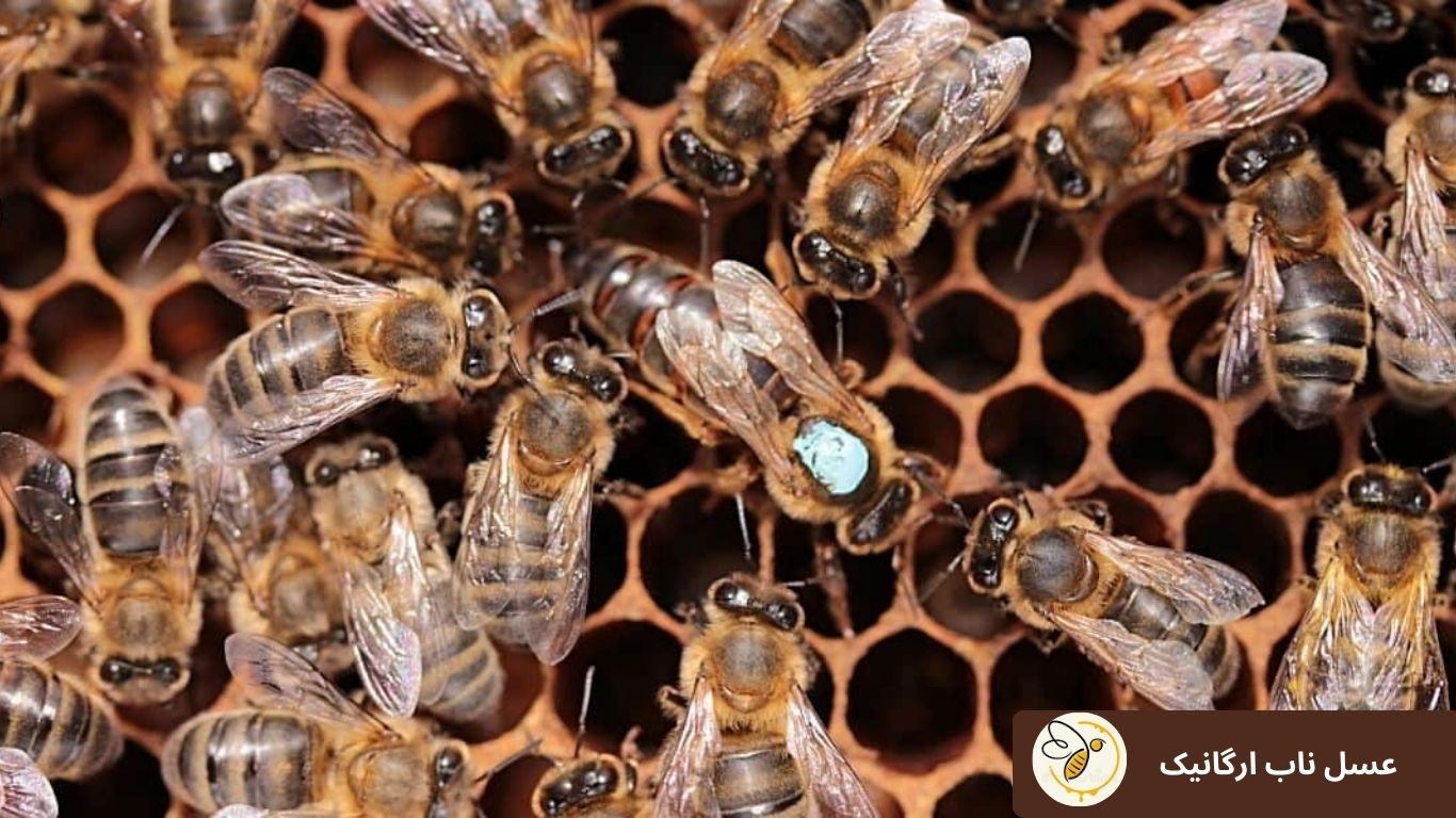نقش اصلی زنبور عسل