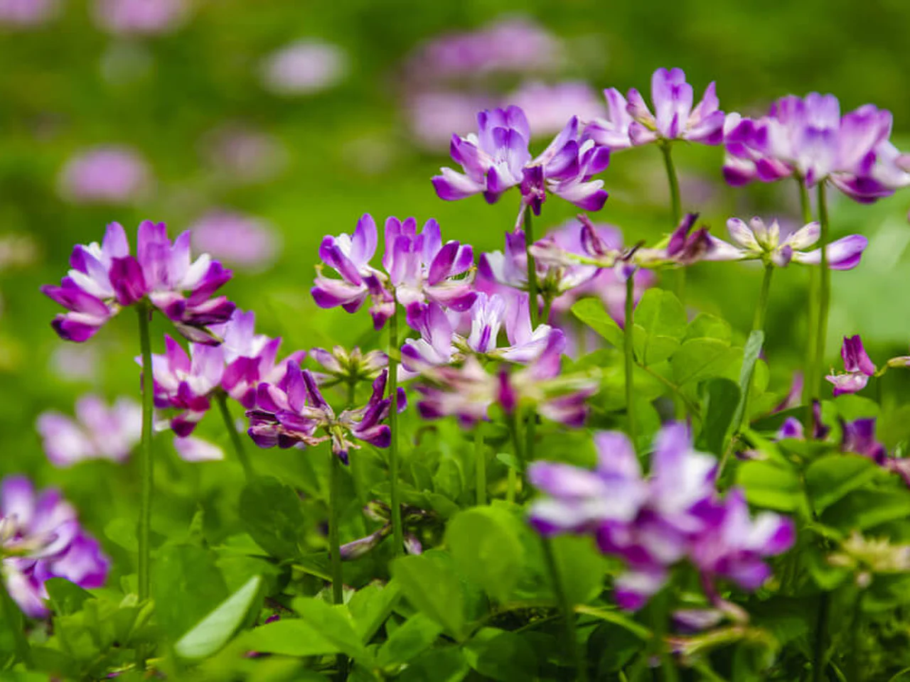 Natural astragalus honey